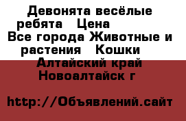 Девонята весёлые ребята › Цена ­ 25 000 - Все города Животные и растения » Кошки   . Алтайский край,Новоалтайск г.